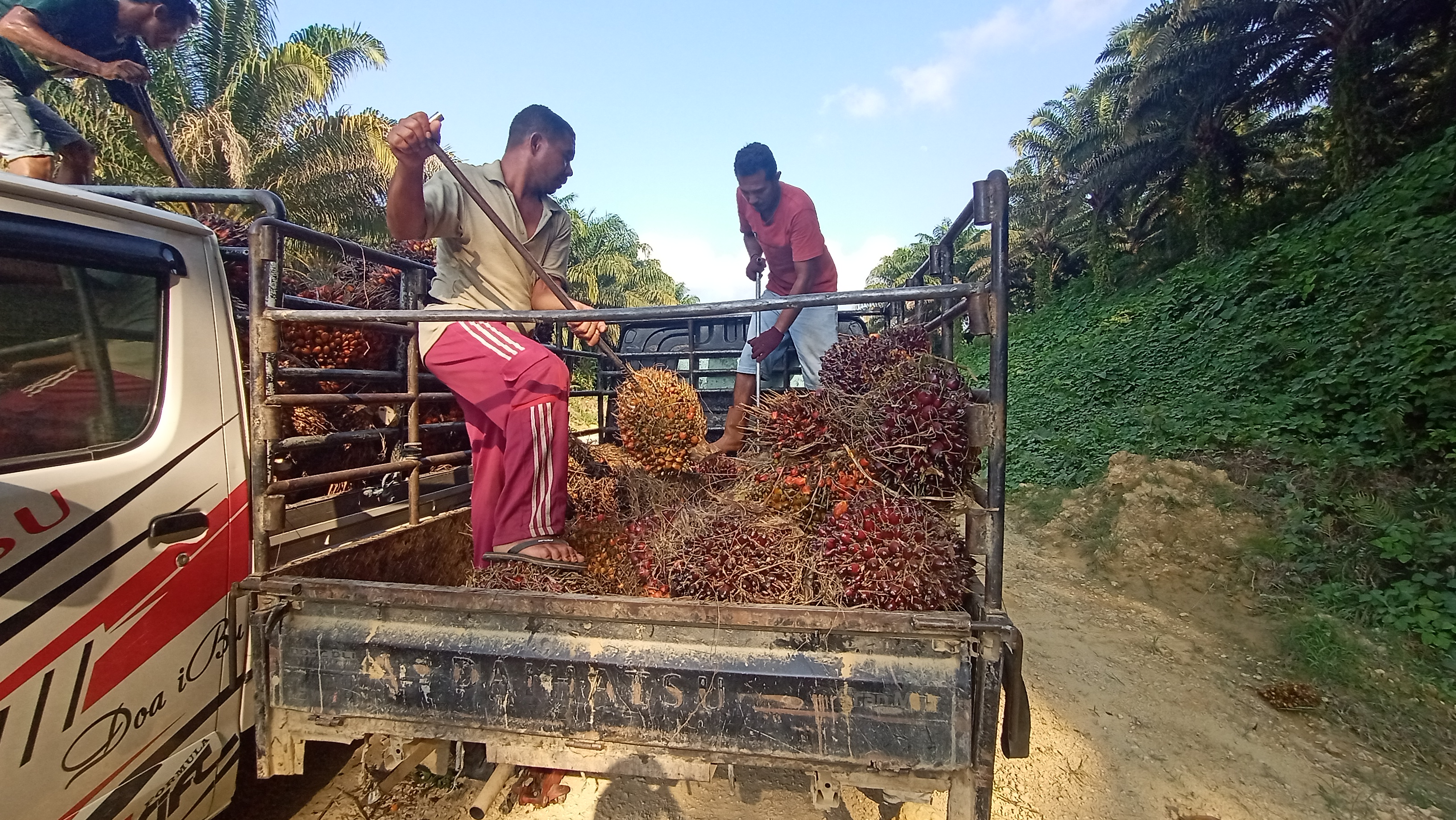 TBS yang biasanya akan diolah menjadi CPO. (Yasmin/Kaltimtoday.co)